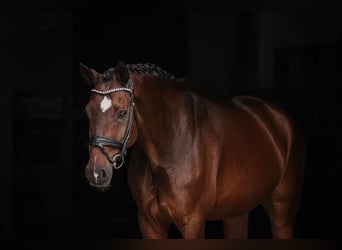 Bayerisches warmbloed, Ruin, 13 Jaar, 170 cm, Bruin