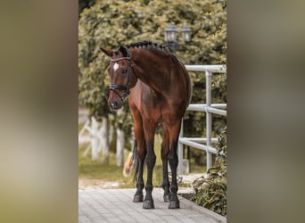 Bayerisches warmbloed, Ruin, 13 Jaar, 170 cm, Bruin