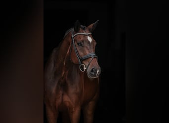 Bayerisches warmbloed, Ruin, 13 Jaar, 170 cm, Bruin