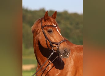 Bayerisches warmbloed, Ruin, 13 Jaar, 173 cm, Vos