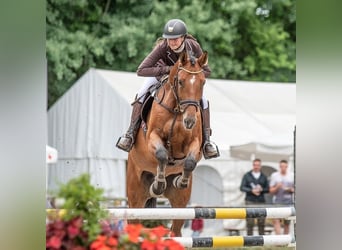 Bayerisches warmbloed, Ruin, 13 Jaar, 175 cm, Bruin