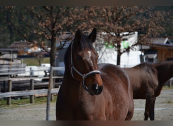 Bayerisches warmbloed, Ruin, 14 Jaar, 165 cm, Bruin