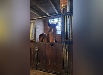 Bayerisches warmbloed, Ruin, 14 Jaar, 165 cm, Bruin
