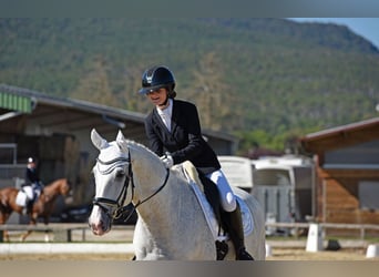 Bayerisches warmbloed, Ruin, 14 Jaar, 170 cm, Schimmel
