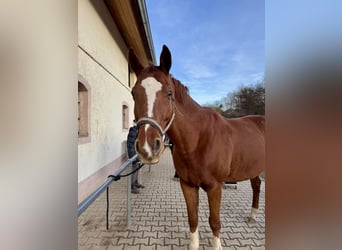 Bayerisches warmbloed, Ruin, 14 Jaar, 175 cm, Vos