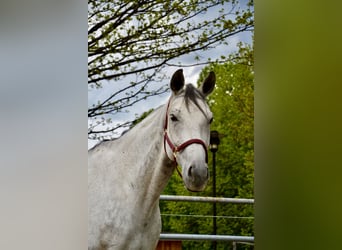 Bayerisches warmbloed, Ruin, 14 Jaar, 179 cm, Schimmel