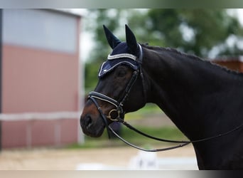 Bayerisches warmbloed, Ruin, 15 Jaar, 169 cm, Donkerbruin