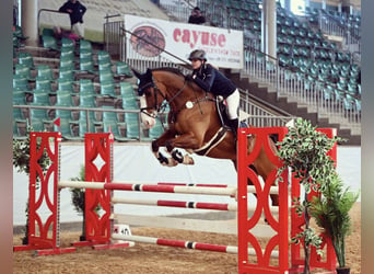 Bayerisches warmbloed, Ruin, 15 Jaar, 170 cm, Bruin