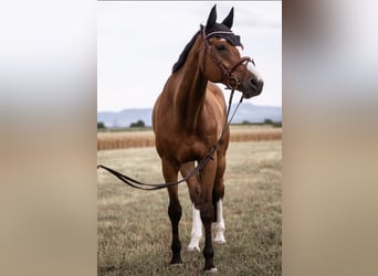 Bayerisches warmbloed, Ruin, 15 Jaar, 174 cm, Bruin