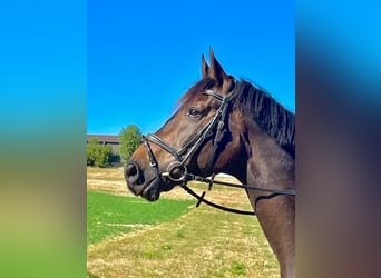 Bayerisches warmbloed, Ruin, 15 Jaar, 174 cm, Donkerbruin