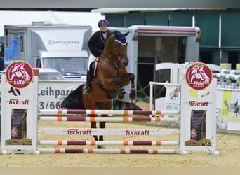 Bayerisches warmbloed, Ruin, 15 Jaar, 180 cm, Bruin