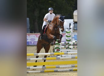 Bayerisches warmbloed, Ruin, 15 Jaar, 180 cm, Bruin