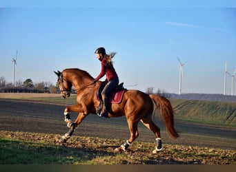 Bayerisches warmbloed, Ruin, 16 Jaar, 163 cm, Vos