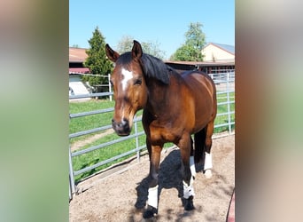 Bayerisches warmbloed, Ruin, 16 Jaar, 170 cm, Bruin