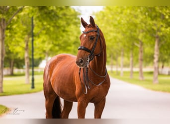 Bayerisches warmbloed, Ruin, 17 Jaar, 172 cm, Vos