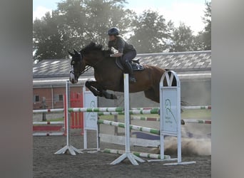 Bayerisches warmbloed, Ruin, 18 Jaar, 167 cm, Bruin