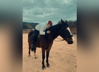 Bayerisches warmbloed, Ruin, 18 Jaar, 170 cm, Bruin