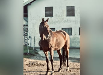 Bayerisches warmbloed, Ruin, 19 Jaar, 168 cm, Bruin