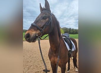 Bayerisches warmbloed, Ruin, 21 Jaar, 169 cm, Bruin