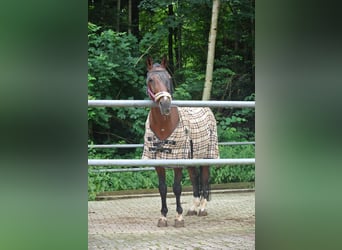 Bayerisches warmbloed, Ruin, 23 Jaar, 163 cm, Bruin