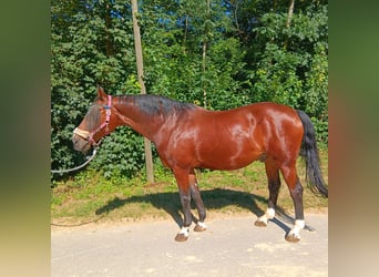 Bayerisches warmbloed, Ruin, 23 Jaar, 163 cm, Bruin