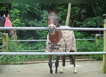 Bayerisches warmbloed, Ruin, 23 Jaar, 163 cm, Bruin