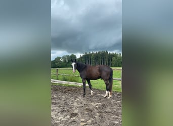 Bayerisches warmbloed Mix, Ruin, 25 Jaar, 160 cm, Zwartbruin