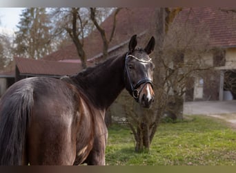 Bayerisches warmbloed, Ruin, 3 Jaar, 165 cm, Bruin
