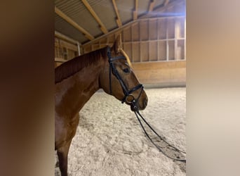 Bayerisches warmbloed, Ruin, 3 Jaar, 166 cm, Vos