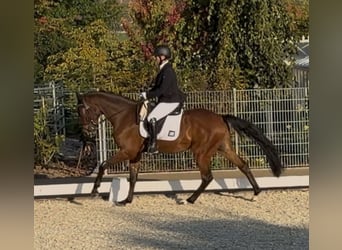 Bayerisches warmbloed, Ruin, 4 Jaar, 162 cm