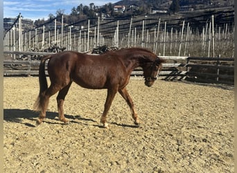 Bayerisches warmbloed, Ruin, 4 Jaar, 164 cm, Vos