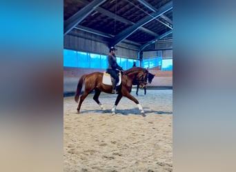 Bayerisches warmbloed, Ruin, 4 Jaar, 166 cm, Vos