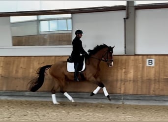 Bayerisches warmbloed, Ruin, 4 Jaar, 168 cm, Bruin