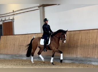 Bayerisches warmbloed, Ruin, 4 Jaar, 168 cm, Bruin