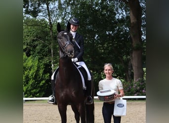Bayerisches warmbloed, Ruin, 4 Jaar, 174 cm, Zwart