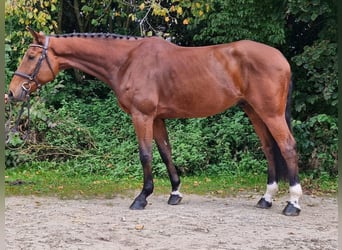 Bayerisches warmbloed, Ruin, 5 Jaar, 169 cm, Bruin