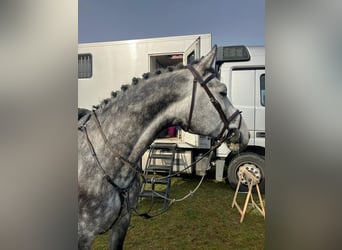 Bayerisches warmbloed, Ruin, 5 Jaar, 170 cm, Appelschimmel