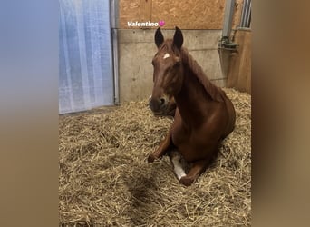 Bayerisches warmbloed, Ruin, 5 Jaar, 170 cm, Vos