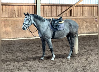 Bayerisches warmbloed, Ruin, 5 Jaar, 172 cm, Appelschimmel