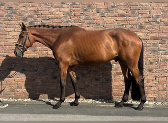 Bayerisches warmbloed, Ruin, 5 Jaar, 172 cm, Bruin
