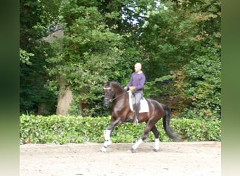 Bayerisches warmbloed, Ruin, 5 Jaar, 172 cm, Zwart
