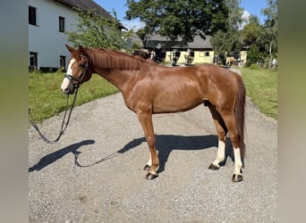 Bayerisches warmbloed, Ruin, 6 Jaar, 166 cm, Vos