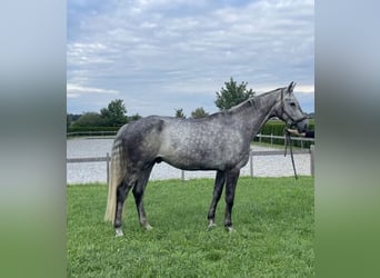 Bayerisches warmbloed, Ruin, 6 Jaar, 174 cm, Appelschimmel