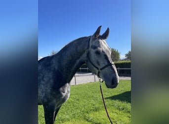 Bayerisches warmbloed, Ruin, 6 Jaar, 174 cm, Appelschimmel