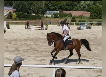 Bayerisches warmbloed, Ruin, 7 Jaar, 165 cm, Bruin