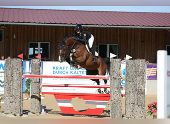 Bayerisches warmbloed, Ruin, 7 Jaar, 168 cm, Bruin