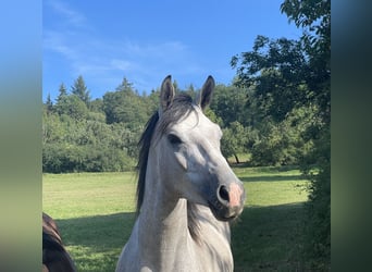 Bayerisches warmbloed, Ruin, 7 Jaar, 170 cm