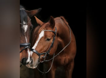 Bayerisches warmbloed, Ruin, 7 Jaar, 175 cm, Donkere-vos