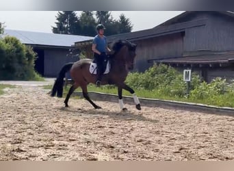 Bayerisches warmbloed, Ruin, 8 Jaar, 168 cm, Bruin