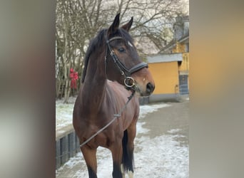 Bayerisches warmbloed, Ruin, 8 Jaar, 170 cm, Bruin
